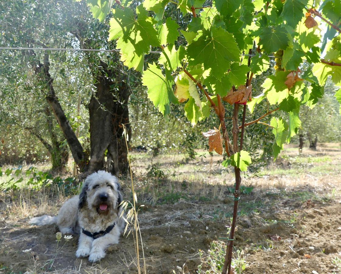 Due Piani Villa Barberino Val d'Elsa Luaran gambar